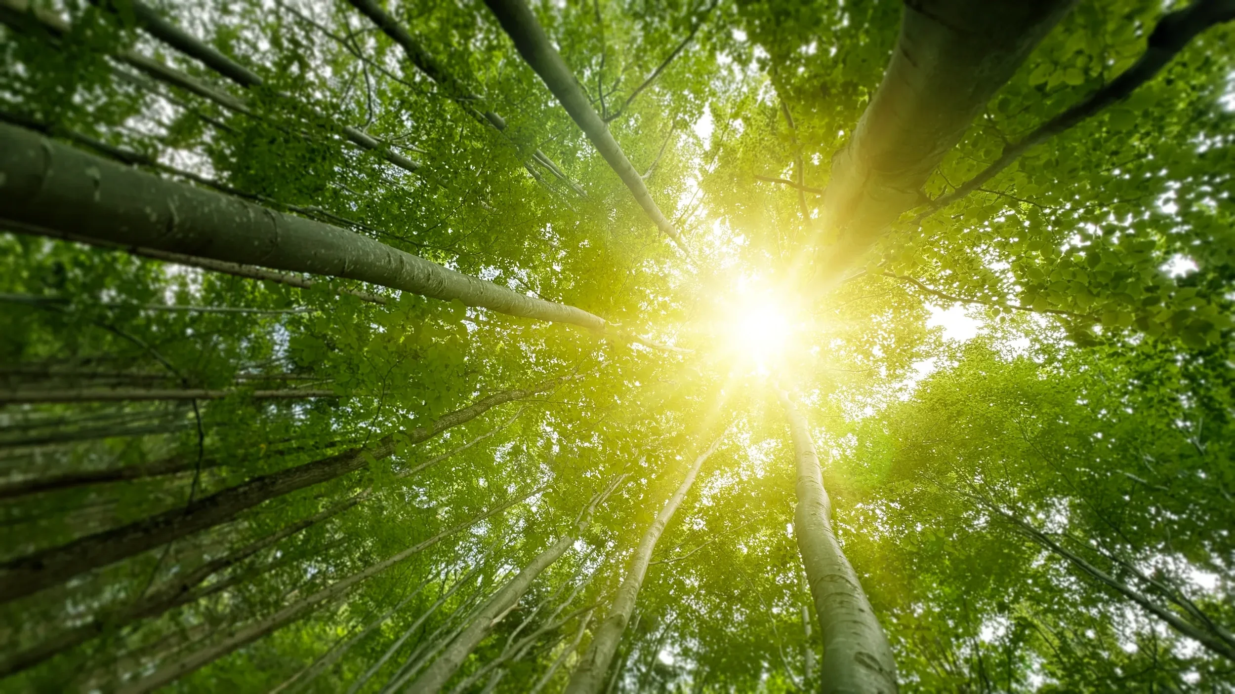 Why Hiring a Professional Arboriculturalist Matters for Tree Preservation on Development Sites