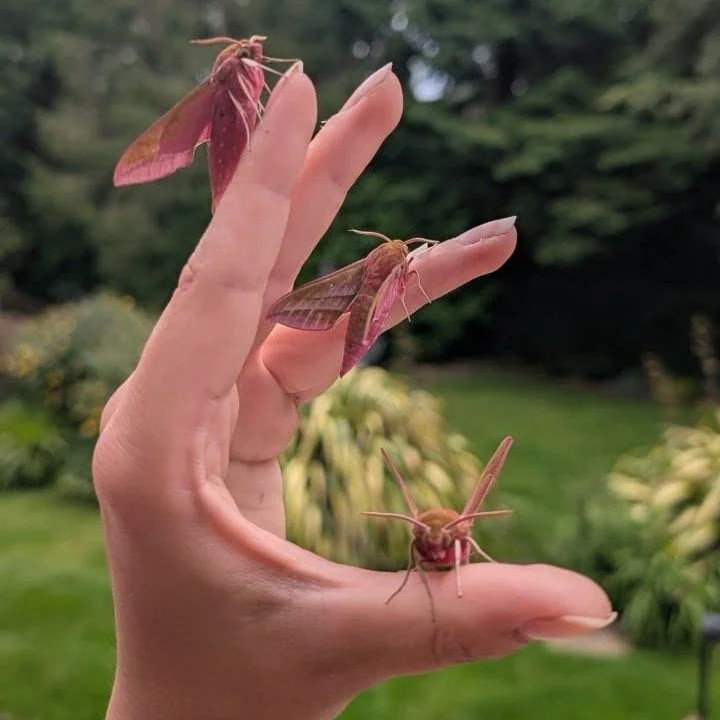 A &ldquo;herd of elephants&rdquo; appeared in the garden this morning&hellip; 🐘🦋

Well, Elephant Hawk-moths to be precise!

Lizard Landscape Design &amp; Ecology&rsquo;s new ecologist, Sam Douglas, set a moth trap overnight and recorded over 30 ind