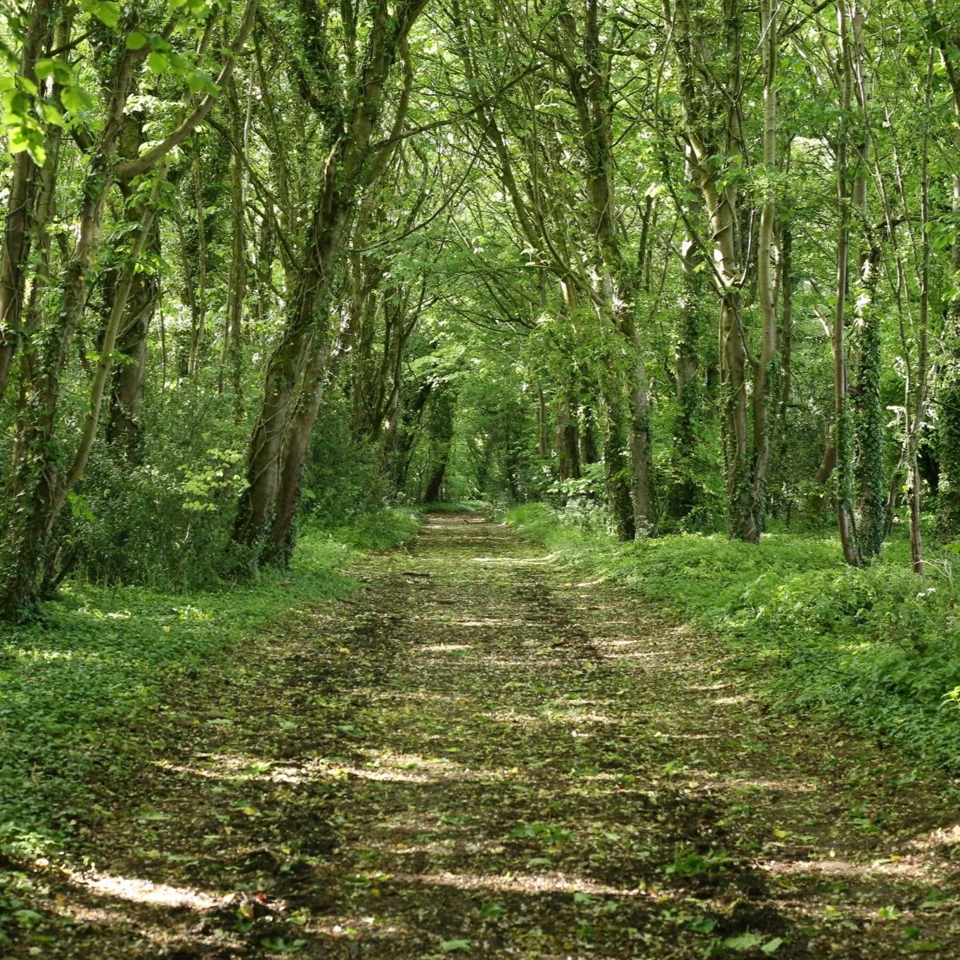 🌳 A glimpse into the Cotswolds countryside!

The Lizard Landscape Design &amp; Ecology team recently visited South Gloucestershire to undertake a landscape and visual field survey as part of a Landscape and Visual Impact Assessment (LVIA).

From woo