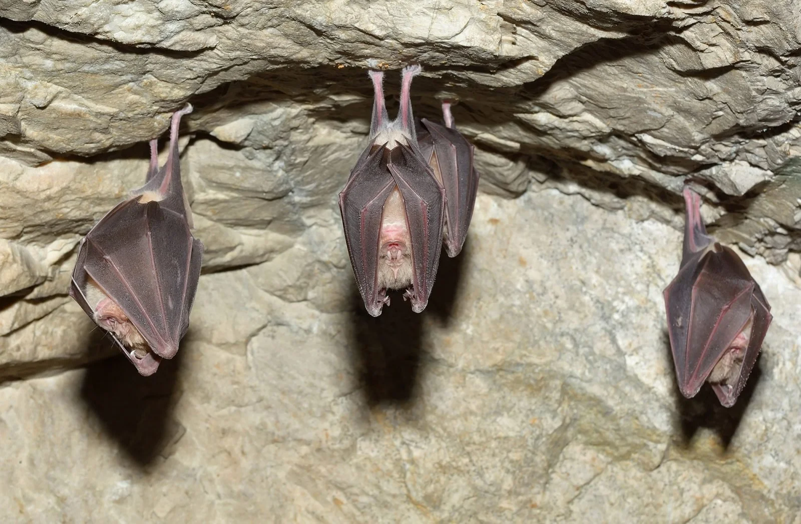 Bats hanging upside down from a rock wall