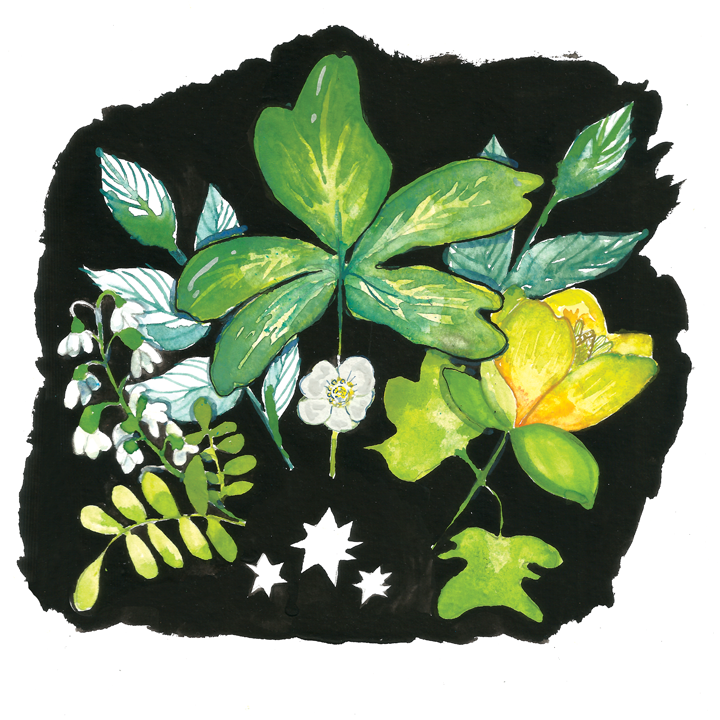 May (botanticals)