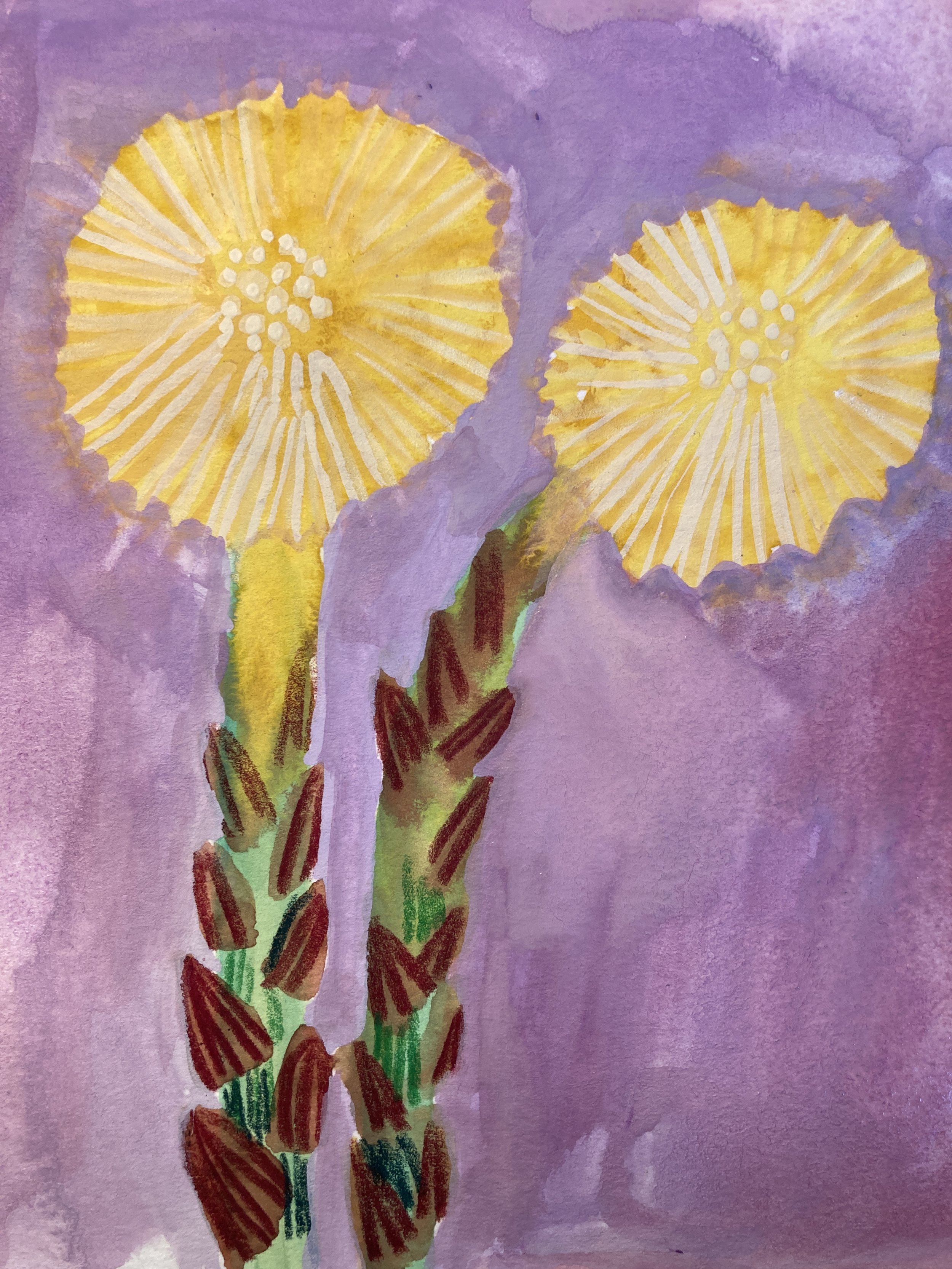 Coltsfoot, gouache on paper 2024