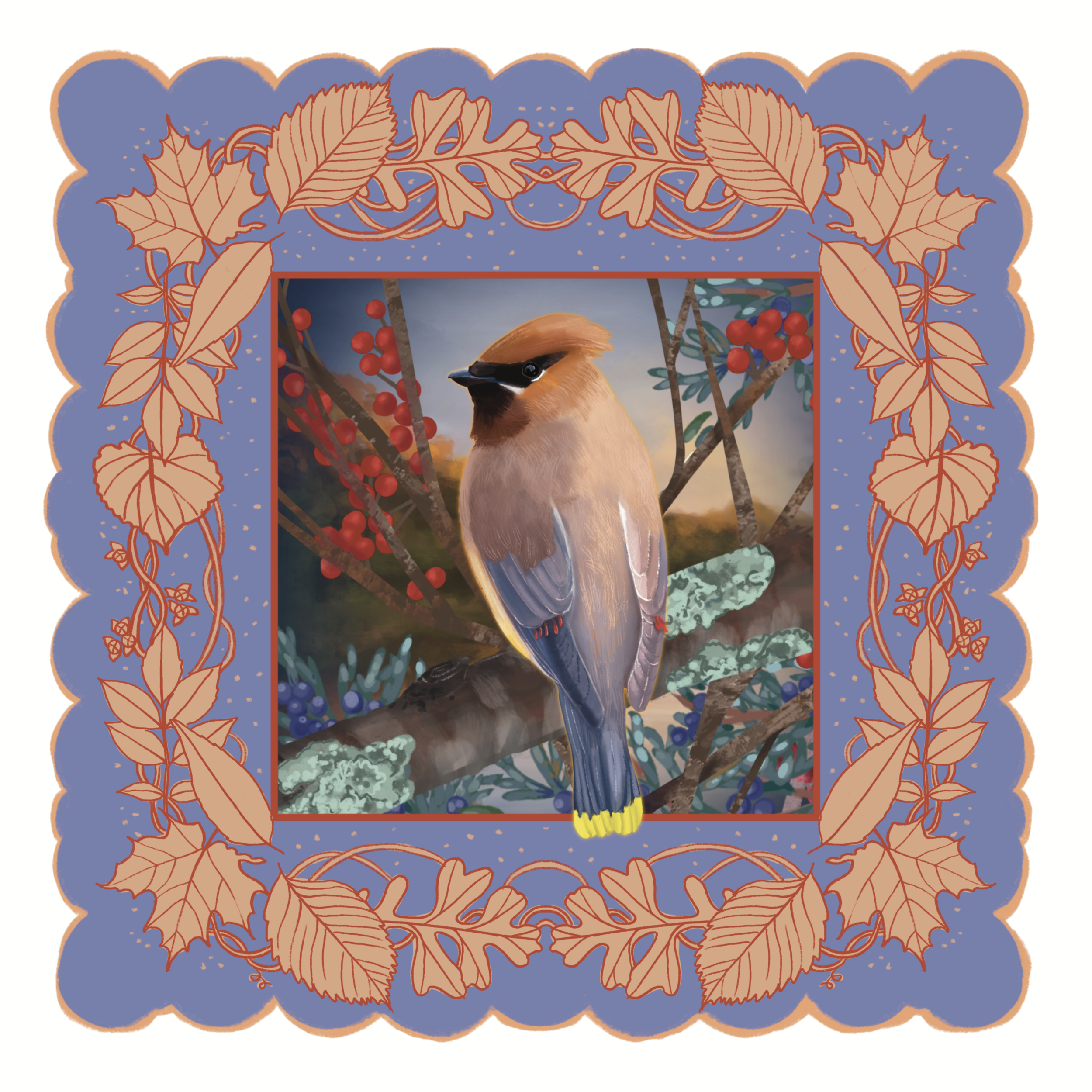  Cedar Waxwing with fall foliage and winterberries 