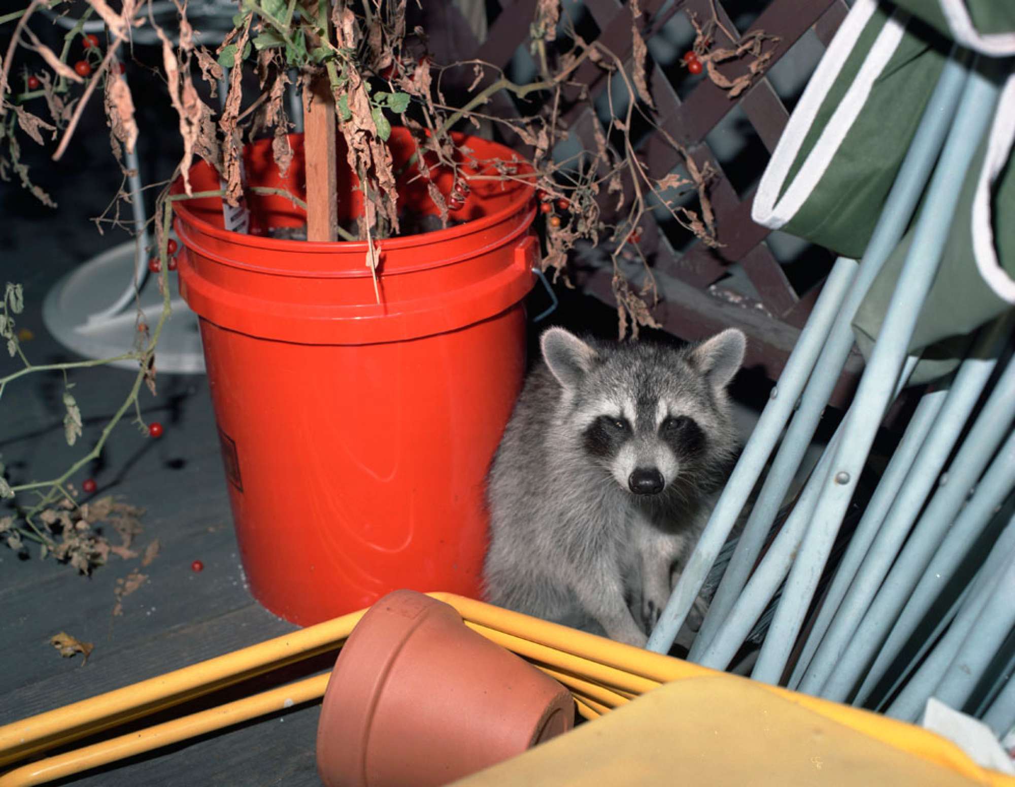 Photo by Ed Panar, from the book Animals That Saw Me