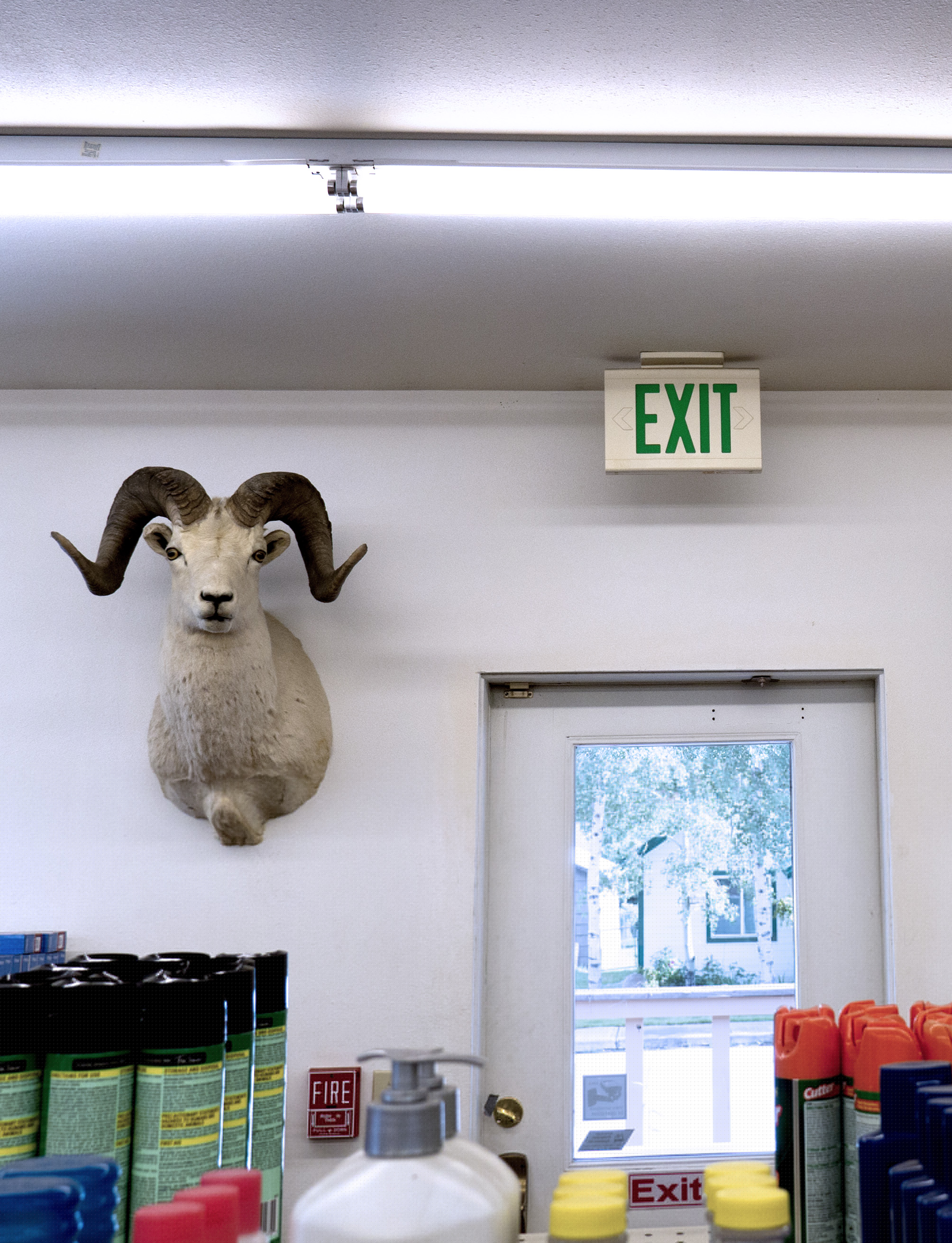 Sheep2_o.jpg