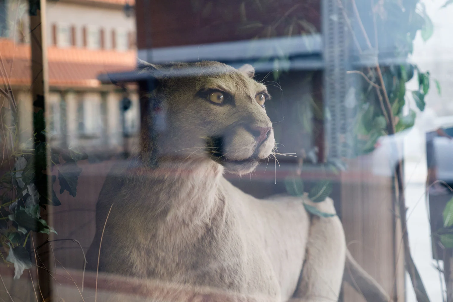 Puma_o.jpg