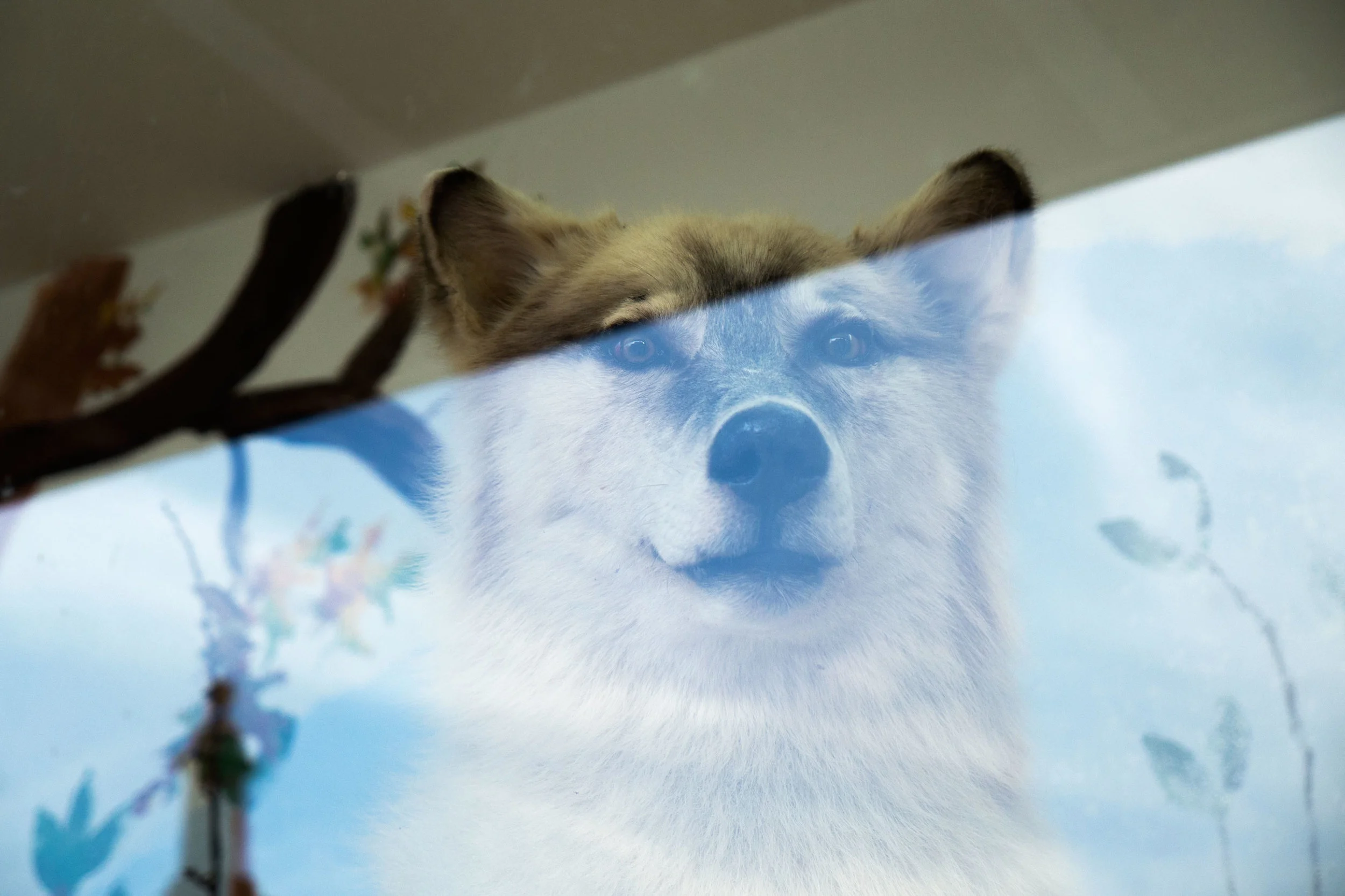 wolf_smaller_o.jpg