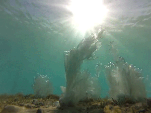 oceanplastgif2.gif