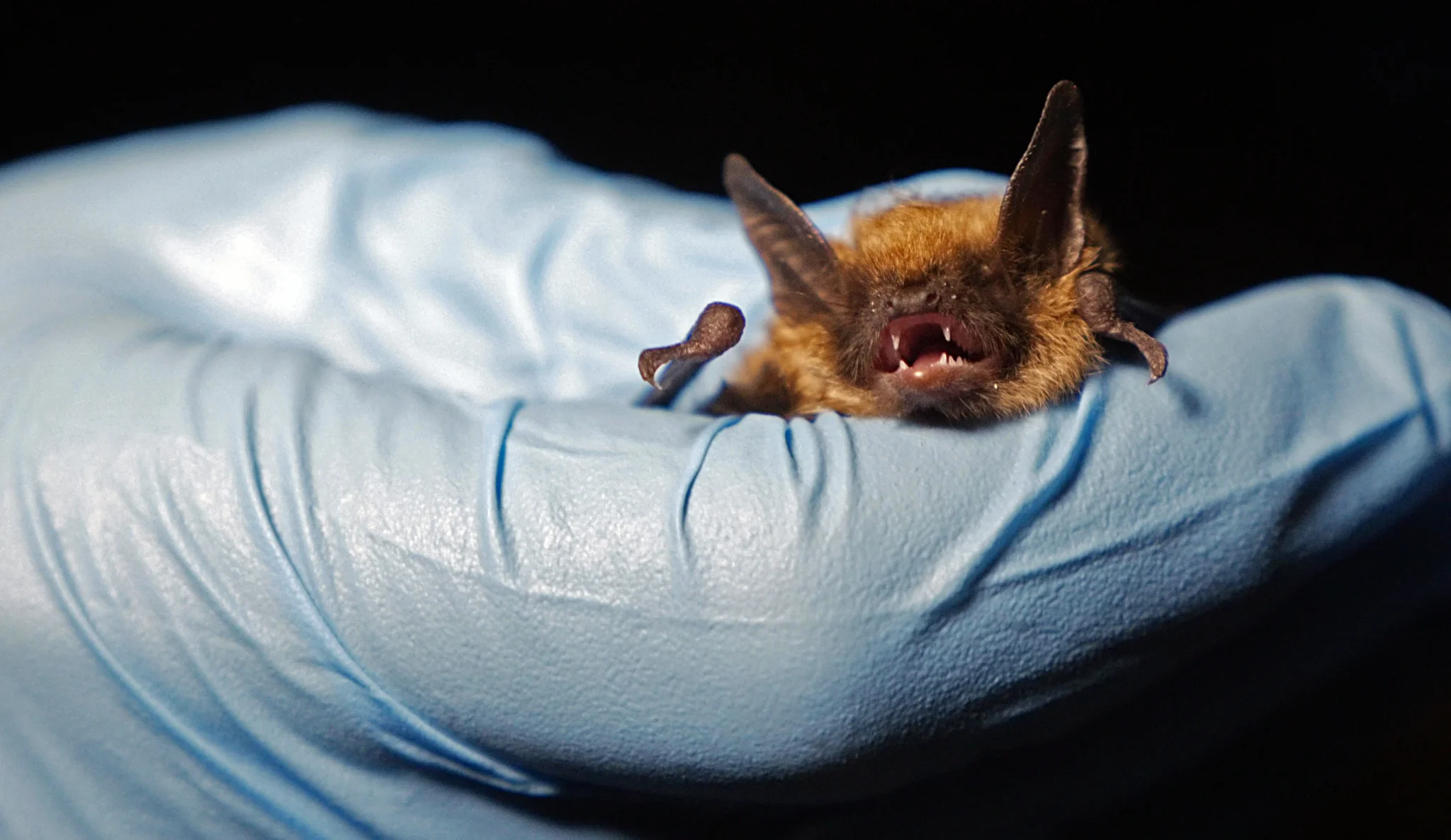 bat3.jpg