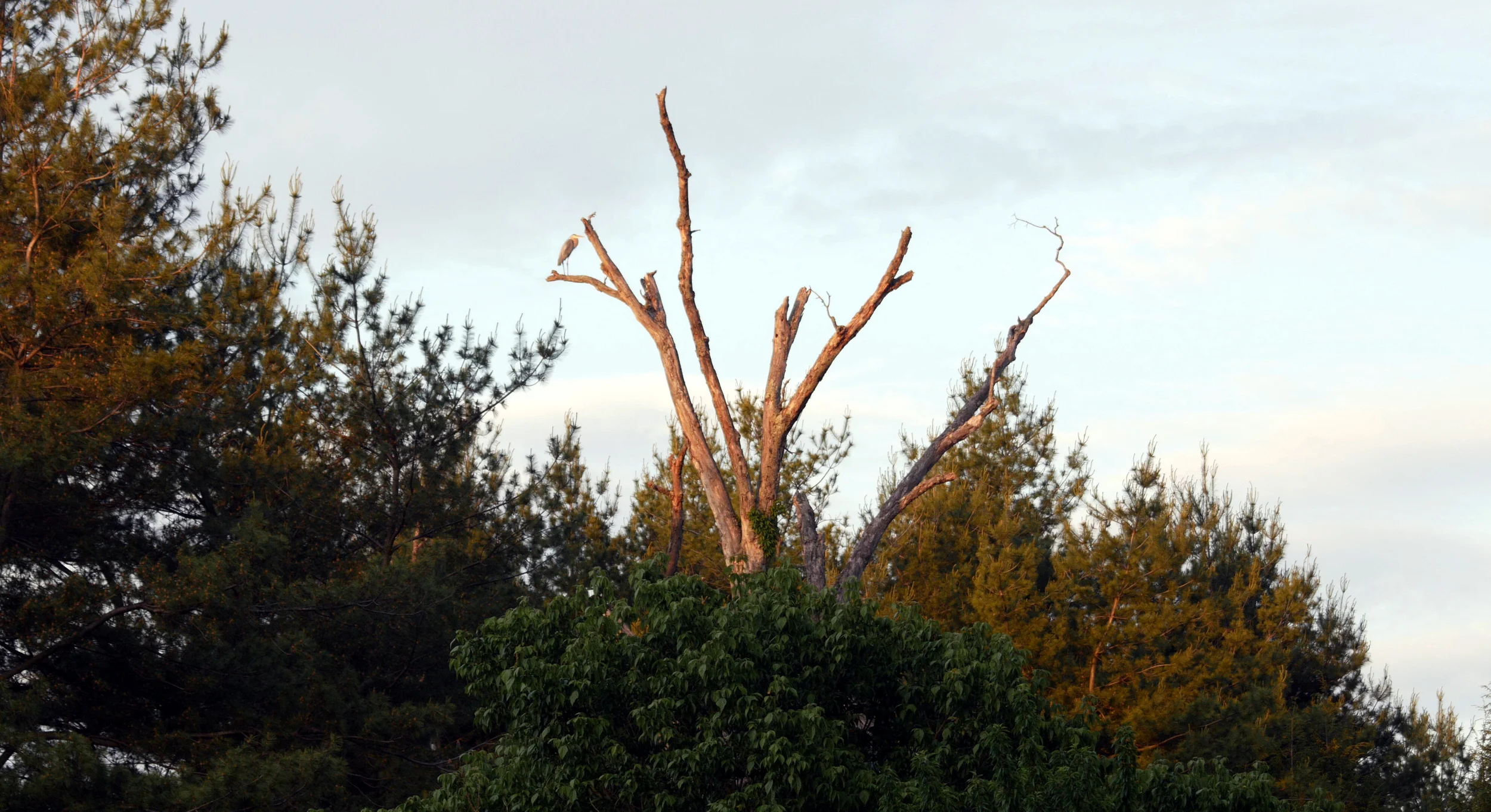 Heron Tree.jpg