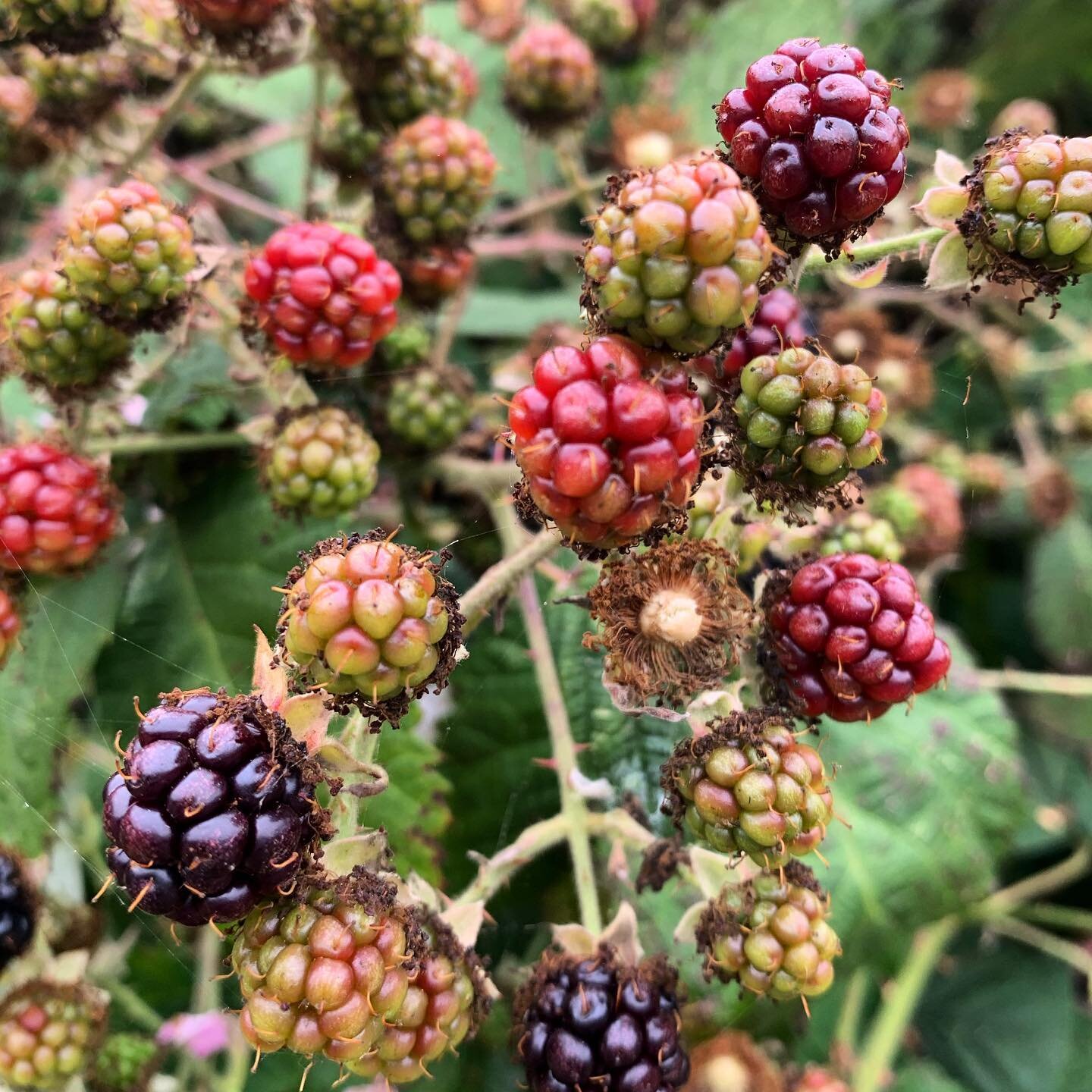 Posting a picture of berries because they&rsquo;re so much prettier than the #Debates2020 
Hard to believe that out of 320 million people, we chose our current leadership. #vote #truth #lovewins #eatberries @truth