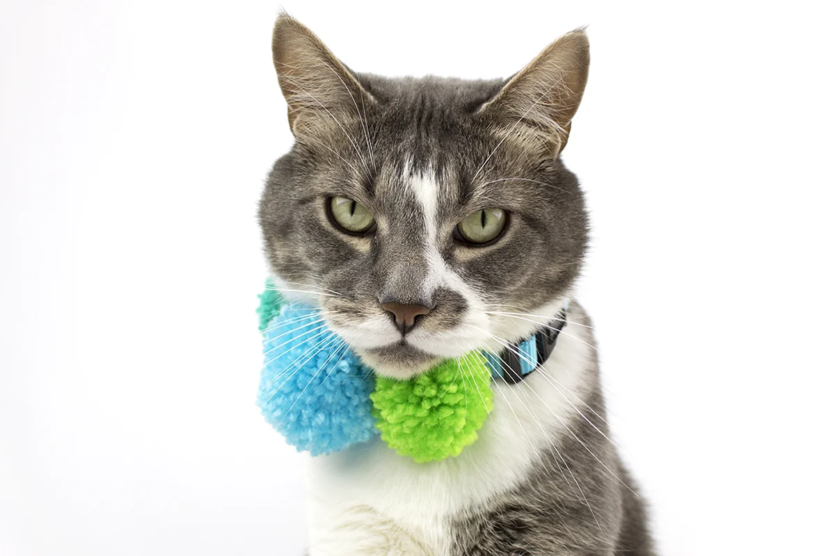 These pom pom collars are so cute, even cats can't help but love them! They're easy to make and fun to wear, so grab your pom-pom maker and your yarn. We're about to get crafty! #catcrafts #dogcrafts #pompomcrafts