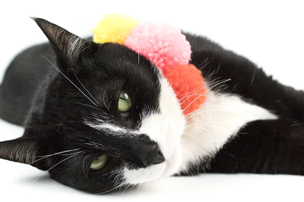 These pom pom collars are so cute, even cats can't help but love them! They're easy to make and fun to wear, so grab your pom-pom maker and your yarn. We're about to get crafty! #catcrafts #dogcrafts #pompomcrafts