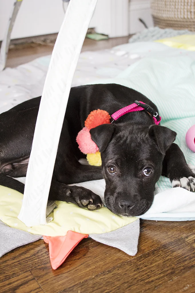 We added a new member to our family last week- a puppy! Learn my backstory about wanting a dog for over 20 years, plus details about her personality and her name. And, I’ve got a link to this awesome DIY pom pom collar! #dogmom #dogcrafts #pompomcrafts