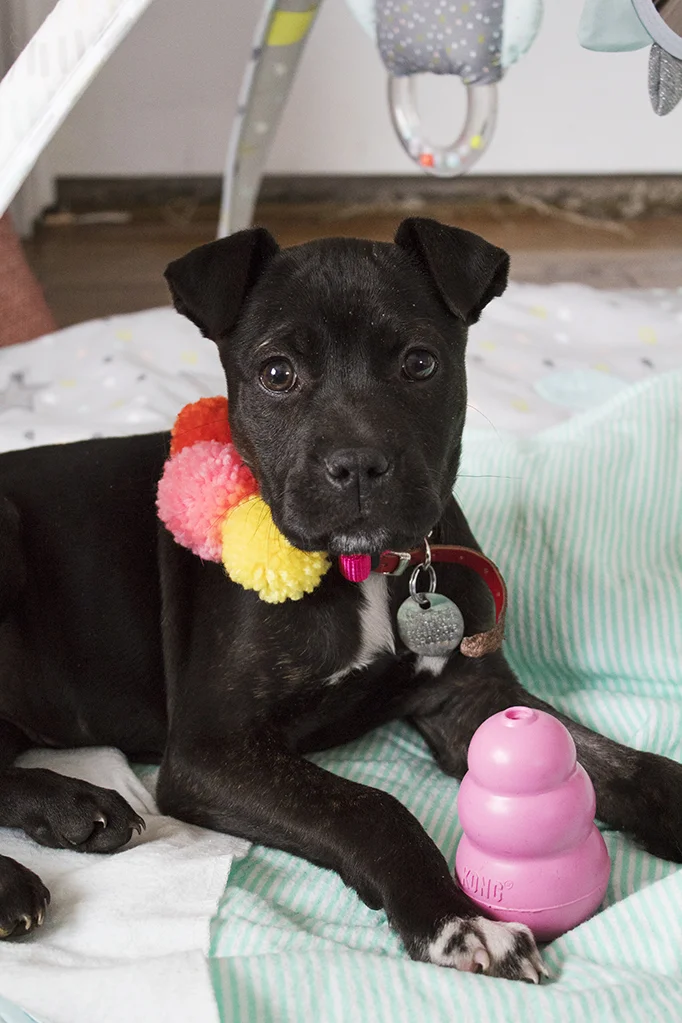 We added a new member to our family last week- a puppy! Learn my backstory about wanting a dog for over 20 years, plus details about her personality and her name. And, I’ve got a link to this awesome DIY pom pom collar! #dogmom #dogcrafts #pompomcrafts