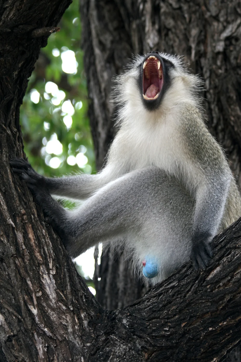 SAmonkey.jpg