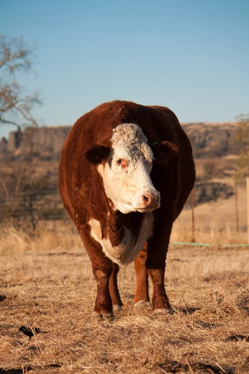 Why Farm Animals Creaturekind