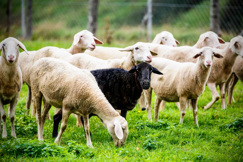 Black-sheep-standing-out-of-the-crowd-000023843454_Small.jpg