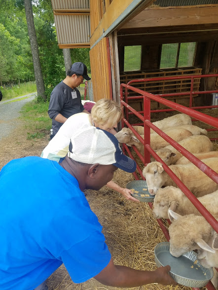Seminar participants feeding sheep at Piedmont Farm Animal Refuge. Photo by Christopher Carter