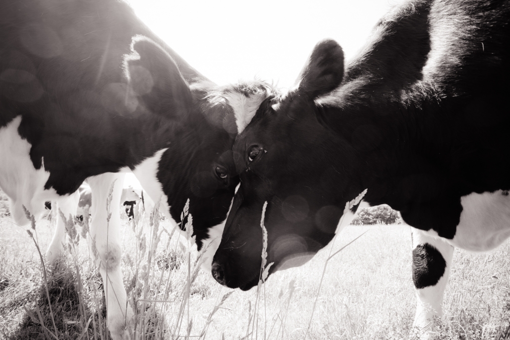 Photo: Jo-Anne McArthur | We Animals