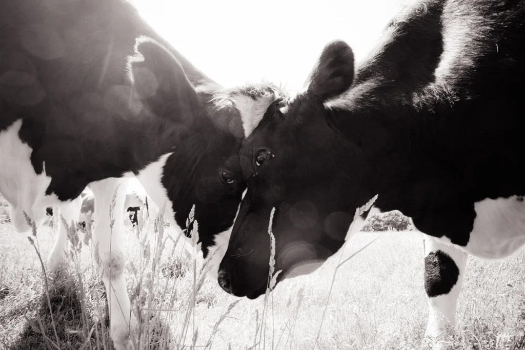 Photo: Jo-Anne McArthur | We Animals