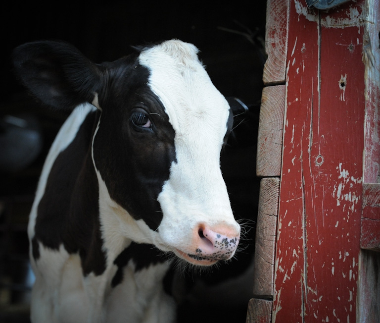 Sasha, rescued from the veal and dairy industries. Photo: Jo-Anne McArthur | We Animals