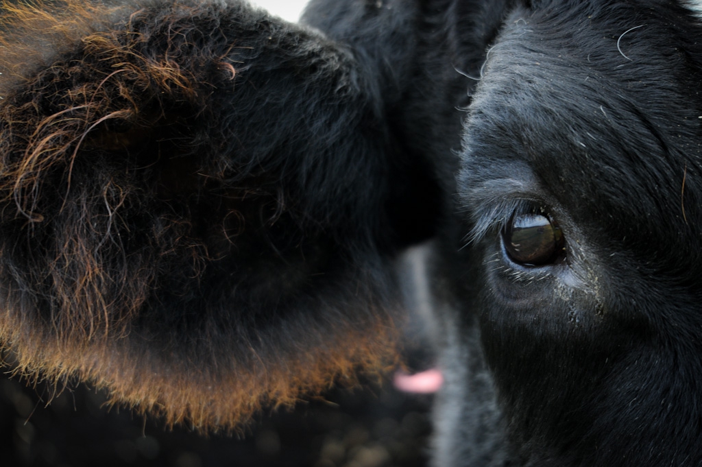 Photo: Jo-Anne McArthur | We Animals