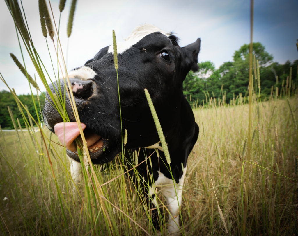 Photo: Jo-Anne McArthur | We Animals