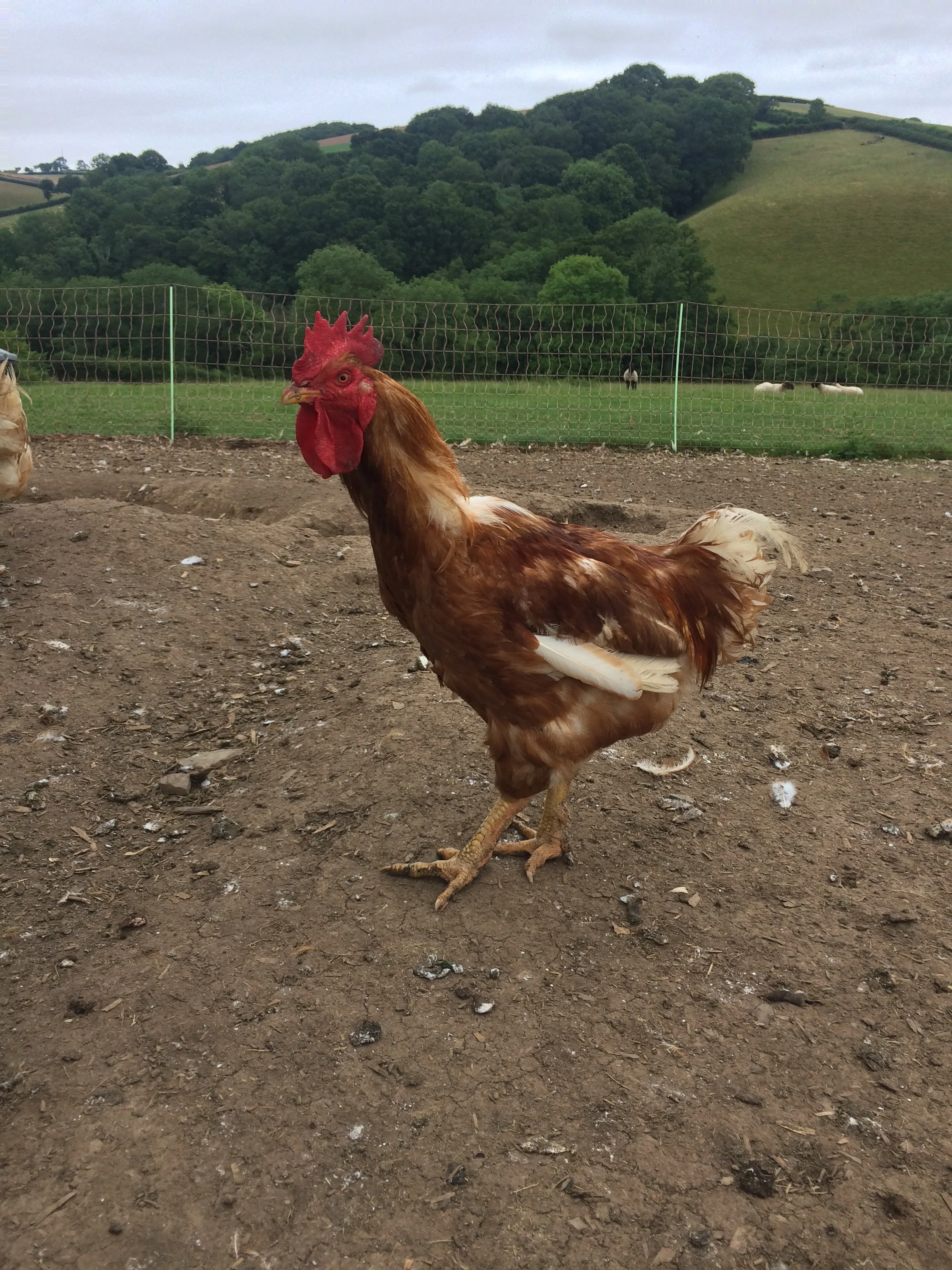 devon hen.jpg