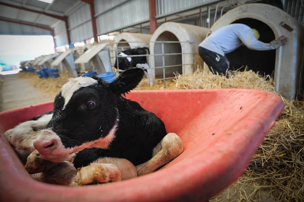Still wet from birth, the calf will be added to the rows of other calves and crates, and raised in this confinement. Photo: Jo-Anne McArthur | We Animals.