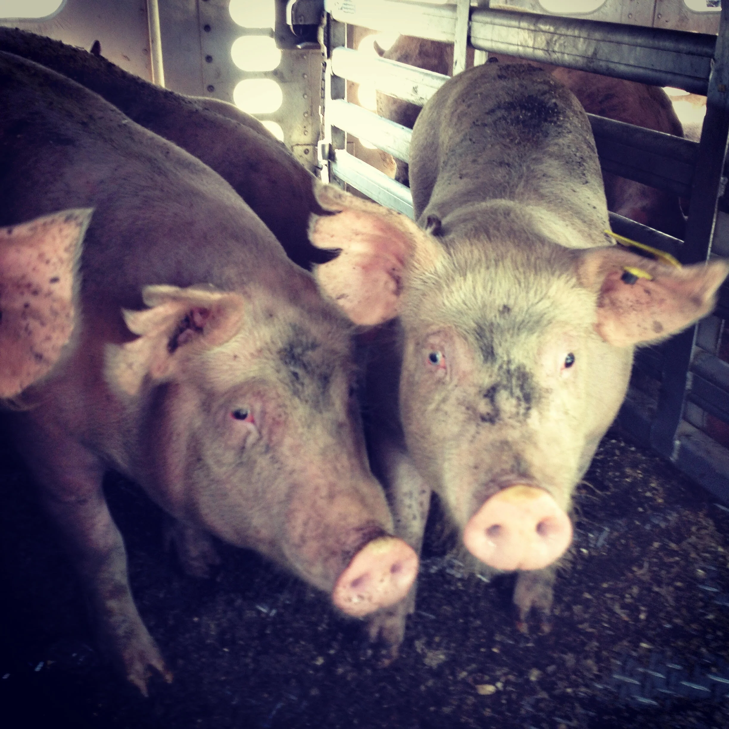 Photo courtesy of Manitoba Animal Save.