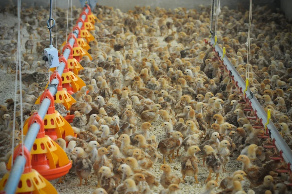 Organic, free-range, family run chicken farm. Photo by Jo-Anne McArthur | We Animals