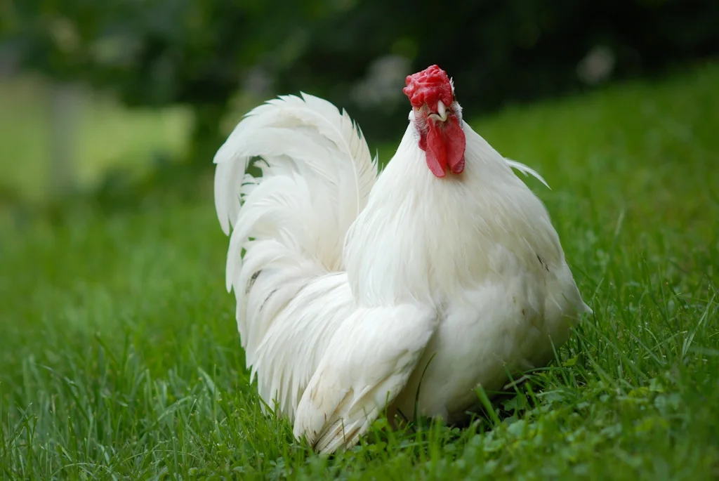 Rescued rooster. Photo by Jo-Anne McArthur | We Animals