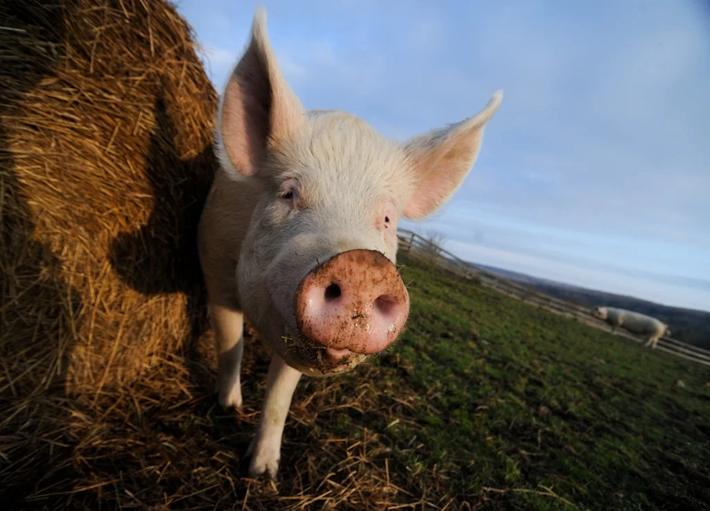Sprinkles | Photo by Jo-Anne McArthur | We Animals 