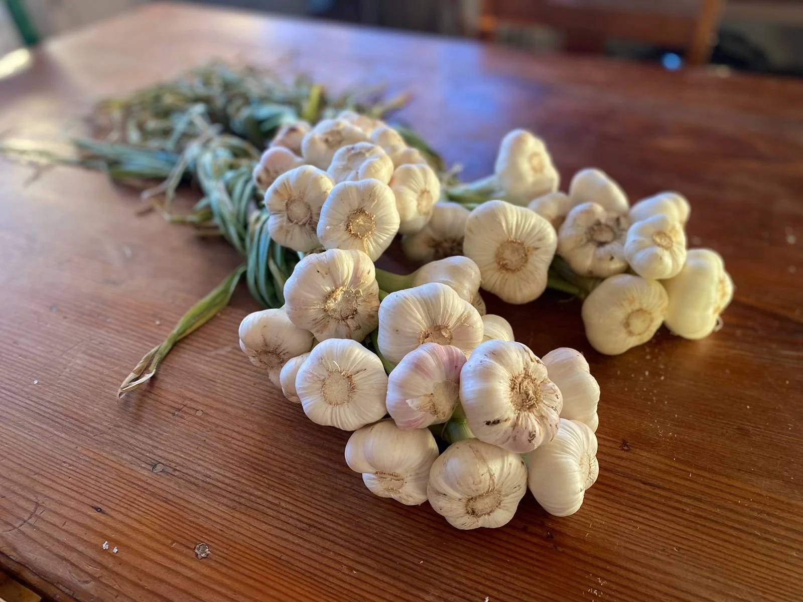 Garlic from a local farm