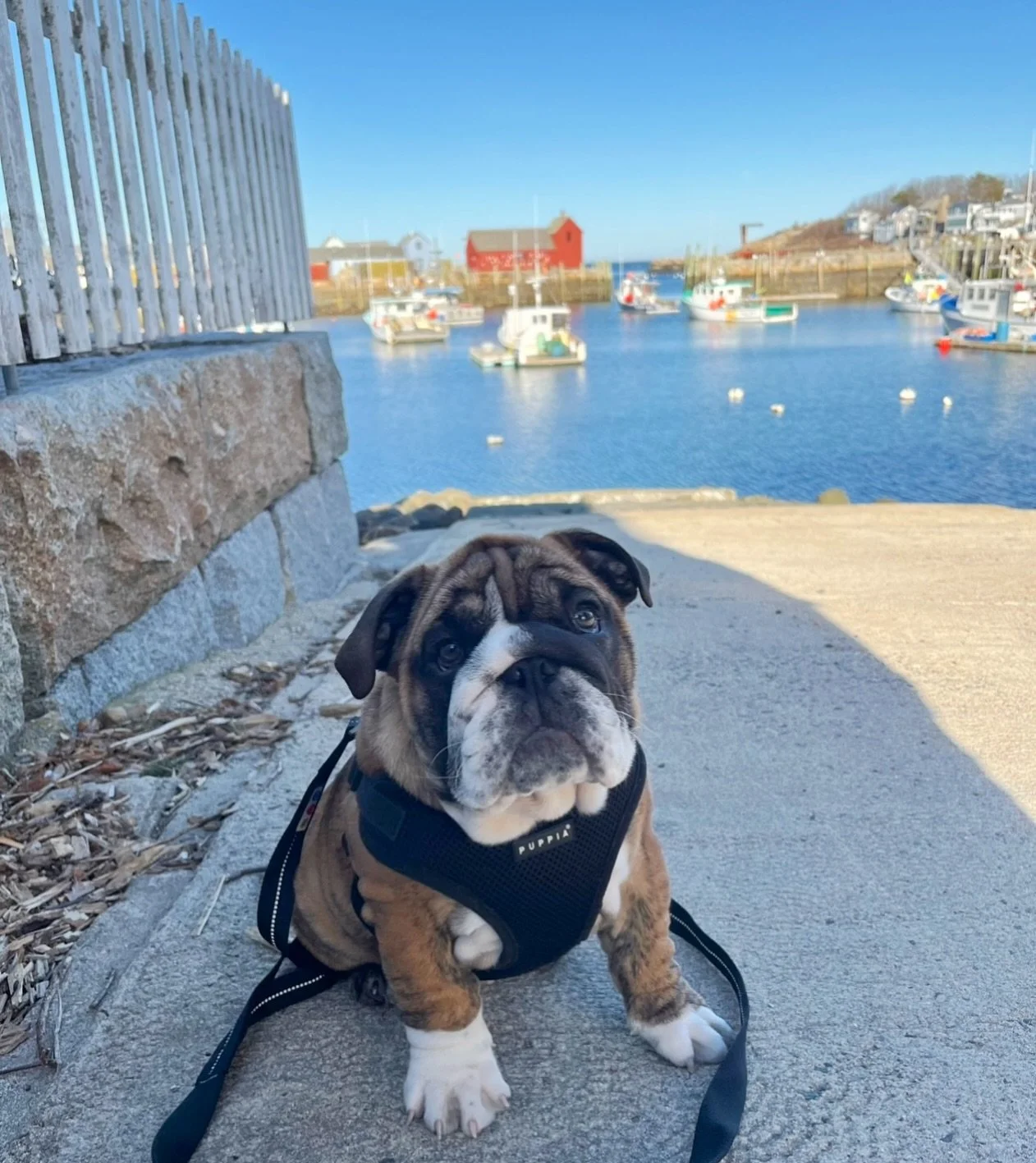 Meet our mascot Hendrix! 🐾

You might see him around town from time to time and if you do make sure to say hi! He loves people and loves dogs!🩵

(and really loves an f&amp;w doggy bag!😋)
&bull;
&bull;
&bull;
&bull;
#featherandwedge #newengland #re