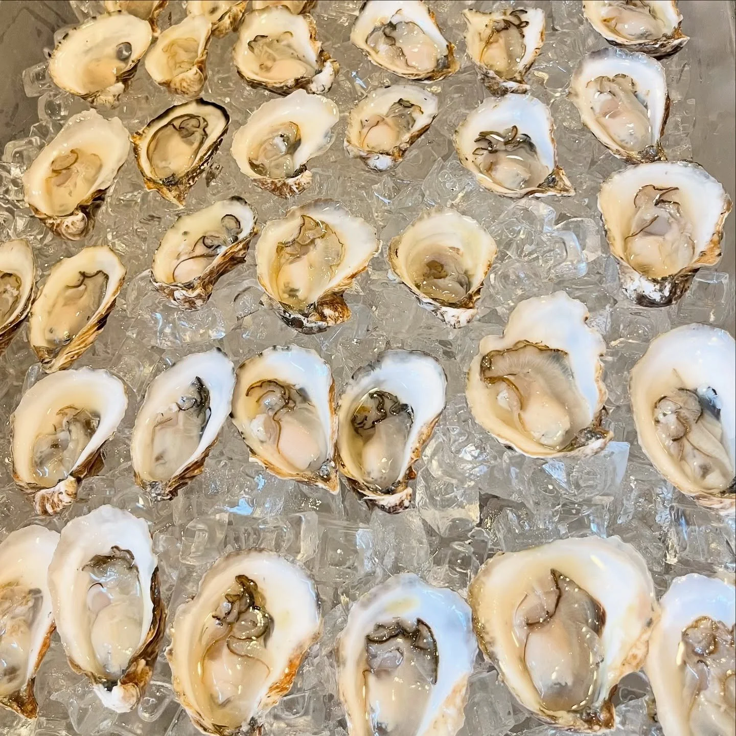 They say months that end in &ldquo;R&rdquo; are the best time to eat oysters and September is the start of it all! 

Colder waters lead to a plumper, juicer, sweeter flavor😍

The oysters we are serving this week are Nasketucket Blondes from Massachu