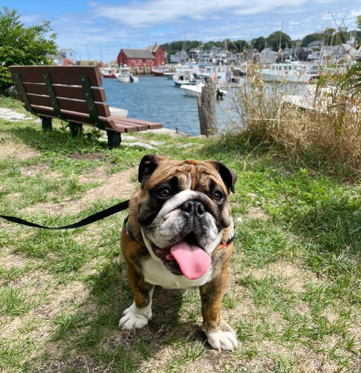 Happy 1st birthday today to our mascot, Hendrix!🩵