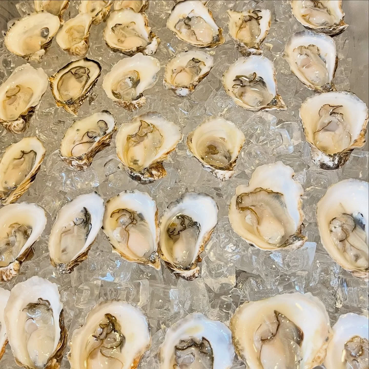 Thursdays are for 2 buck shucks!🦪

Tonight we are serving Wellfleet petites😍
Open 4:30-8:30pm