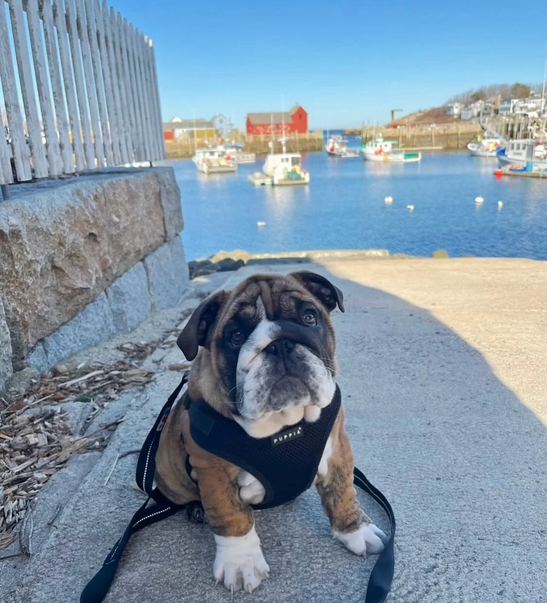 Happy Motif # 1 day! &hearts;️
A celebration of our iconic landmark built by fishermen, loved by all!

A great day to come to Rockport for activities, shopping and dining🎈

We are open 2-9pm tonight and ps our patio is open!☀️

(📸: our baby hendrix