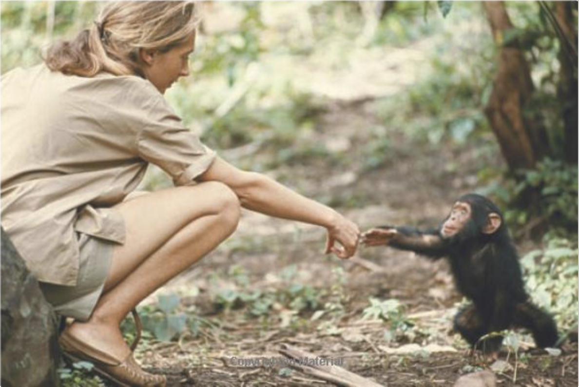 Photo: Hugo Van Lawick/National Geographic Collection