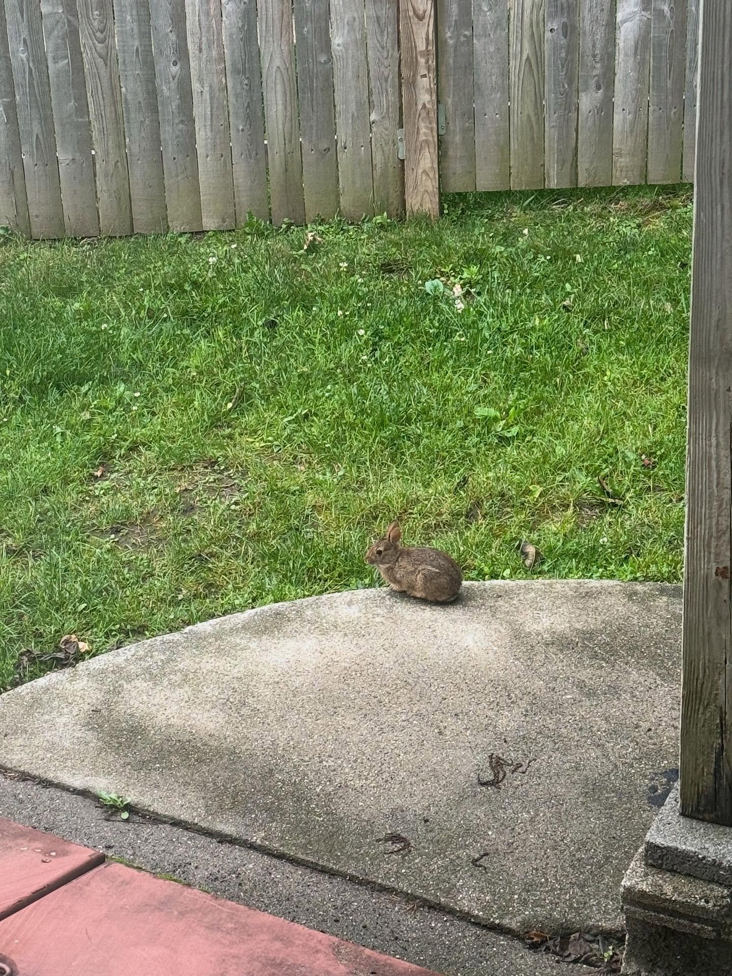I have a smol friend.