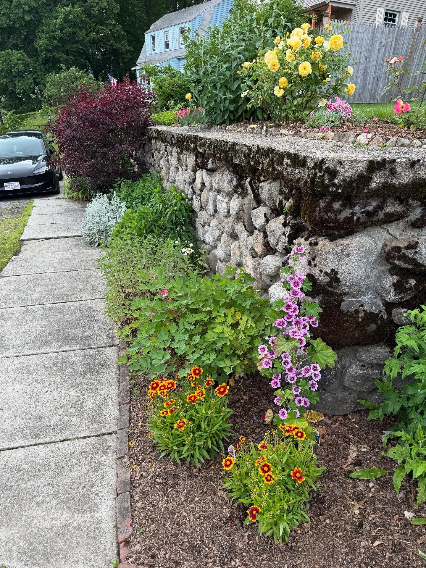Some garden odds and ends, in case you think I just grow roses! Pretty sure that bunny is exhausted from eating all my echinacea (she&rsquo;s fine, they sploot out there all the time. Their warren is under giant clump of lamb&rsquo;s ear over there.