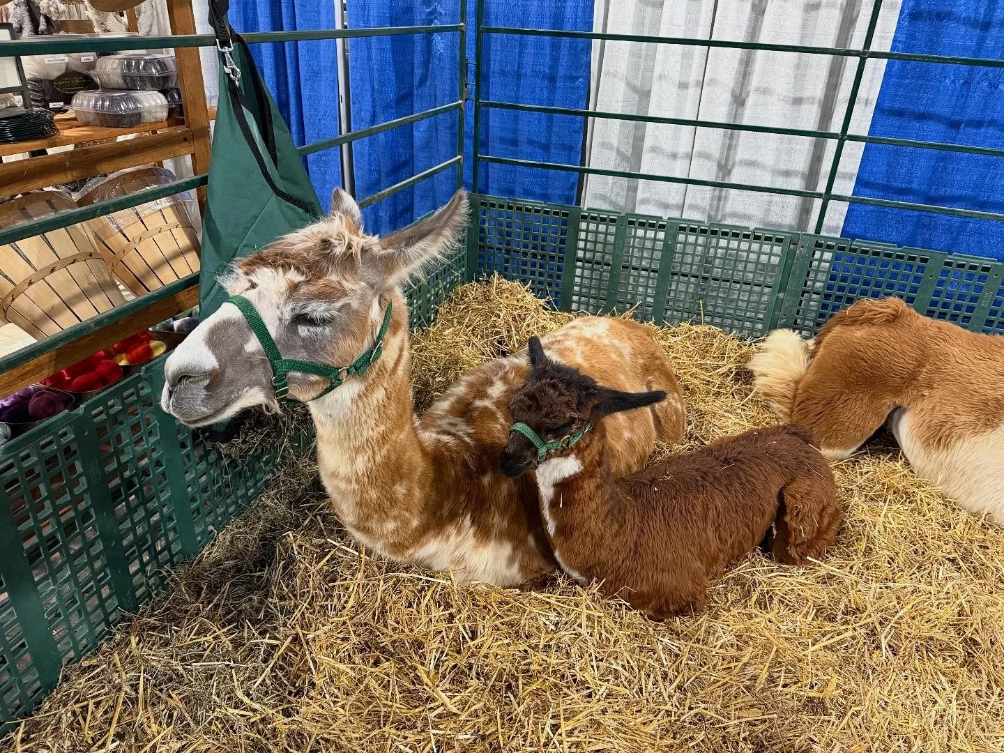 New England Fiber Festival!!