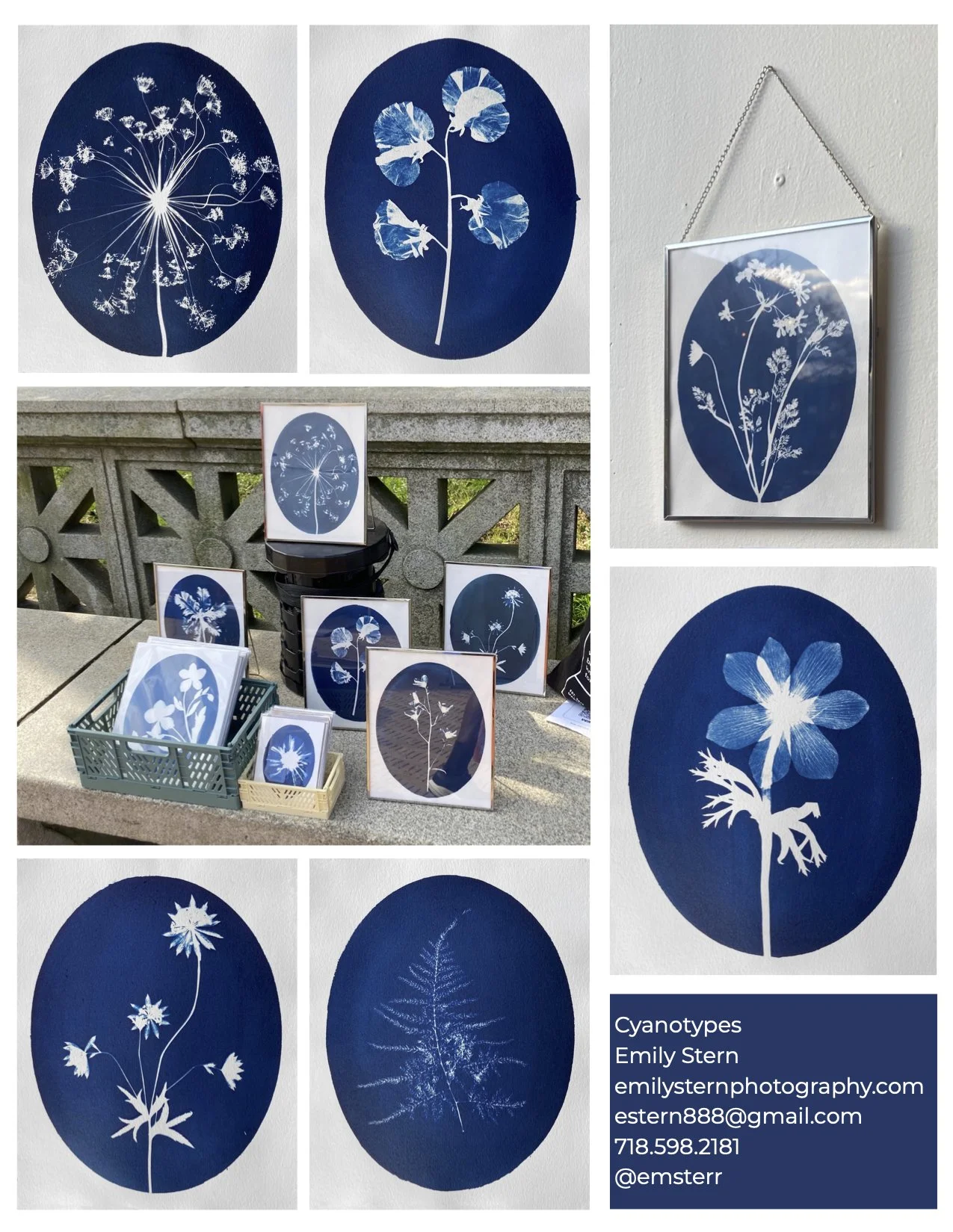 Cyanotypes Emily Stern emilysternphotography.com estern888@gmail.com 718.598.2181 @emsterr.jpg
