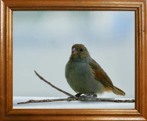 Barbados Bullfinch.jpeg
