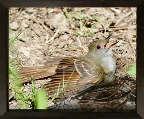 Least Flycatcher resting_edited-1jpg.jpeg