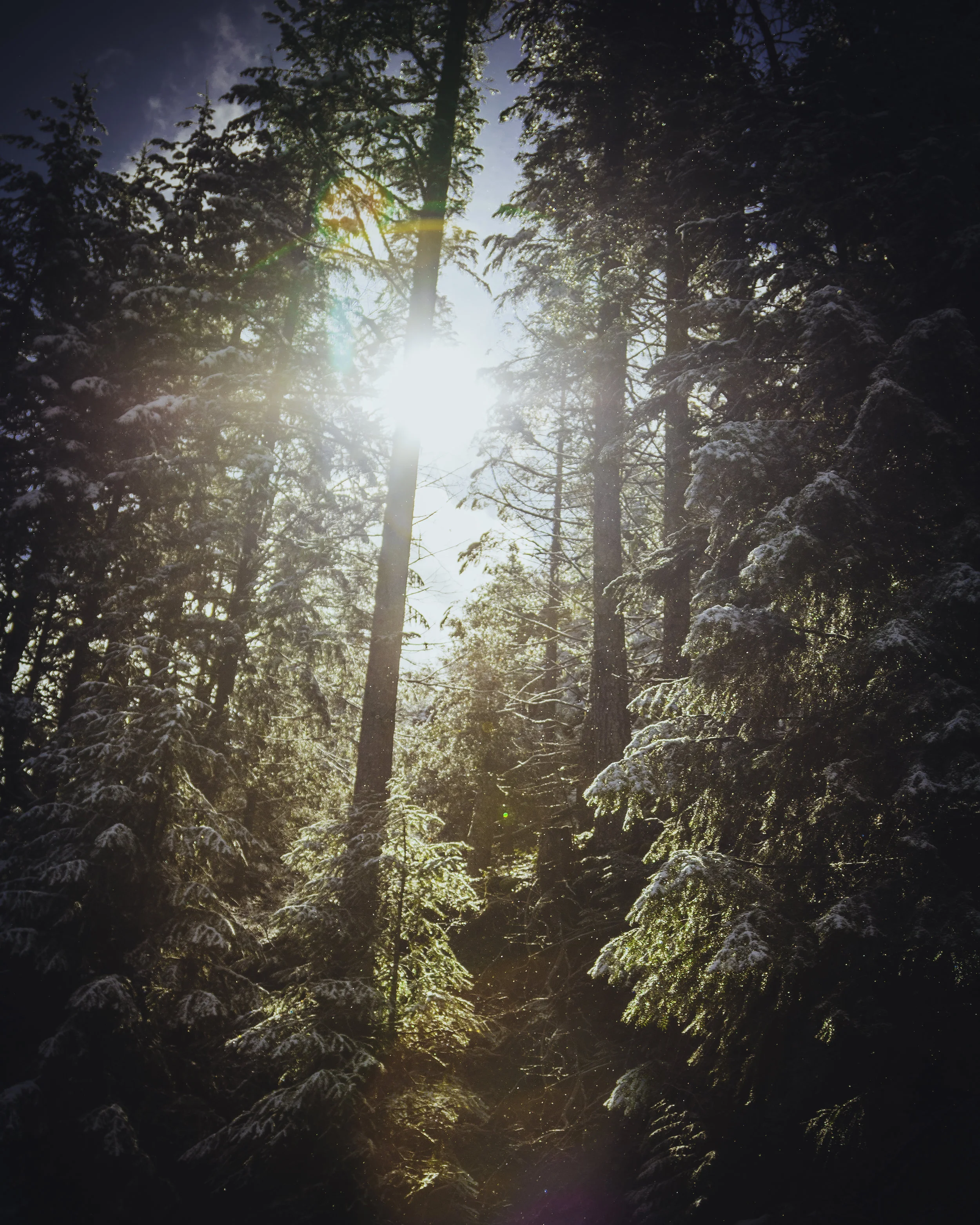 Treesx2.jpg