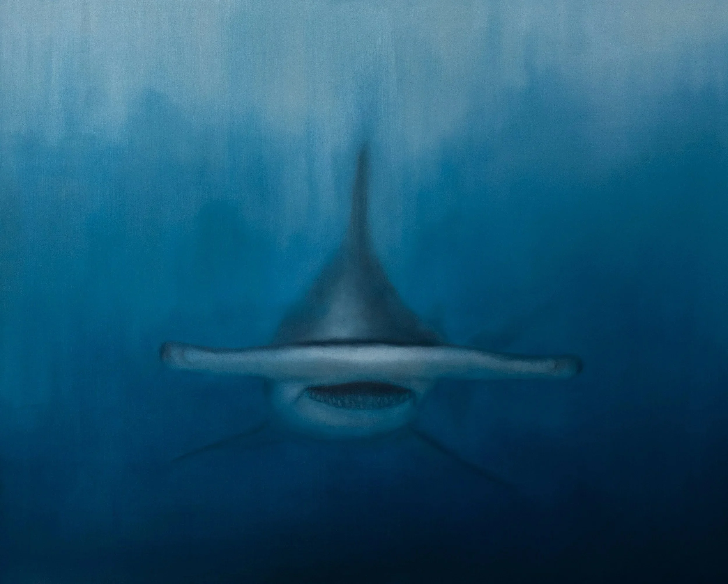 Sphyrnidae II, 2025