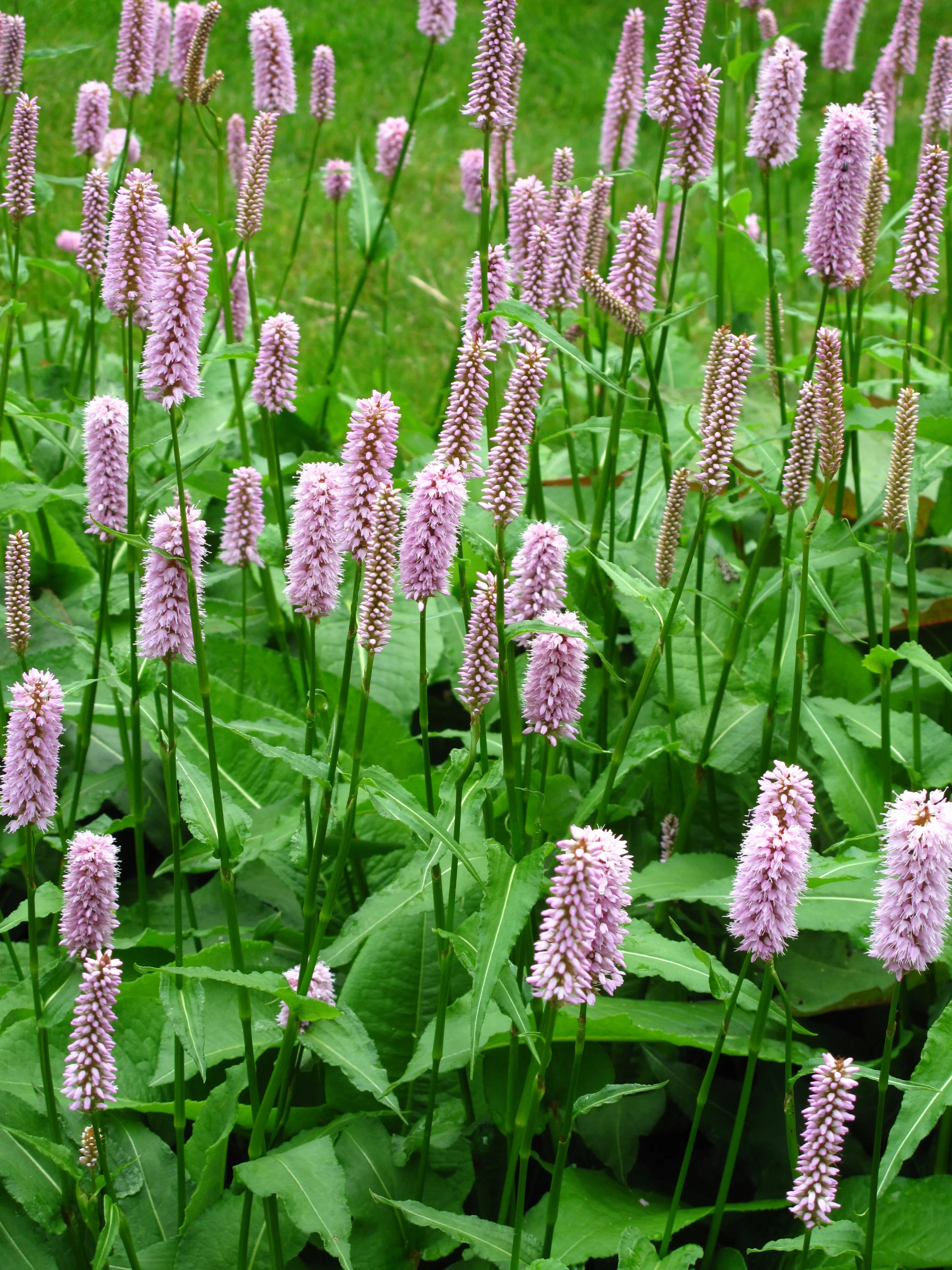 Japanese knotweed (Polygonum cuspidatum)